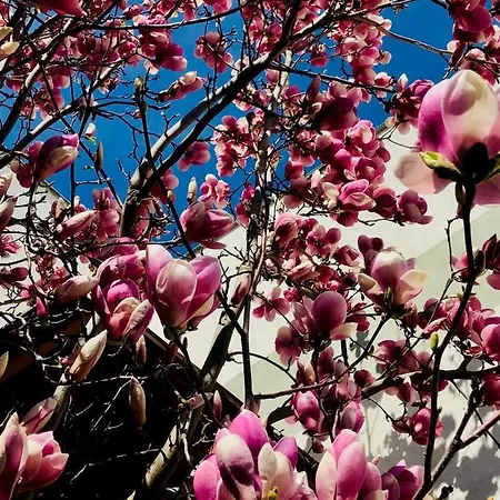 Pod Magnolii ヴィラ Starovice